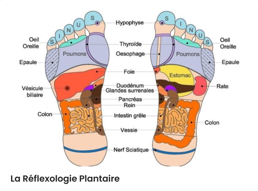 Planche Réflexolgie plantaire